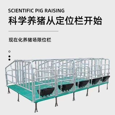 母豬復(fù)合定位欄 一組10個(gè)位可做連體